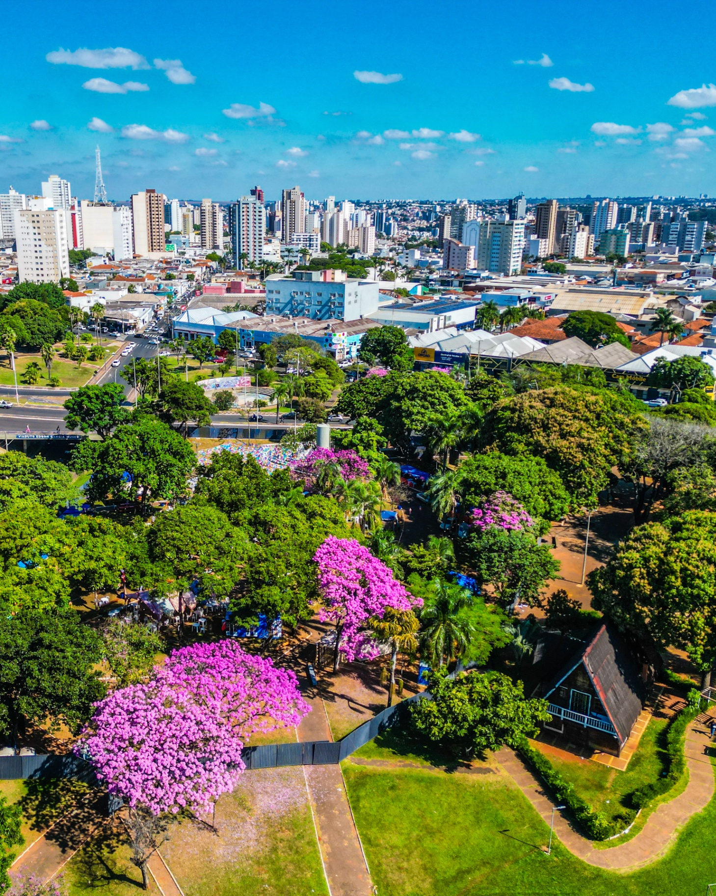Ipês floridos em uma avenida de Uberlândia